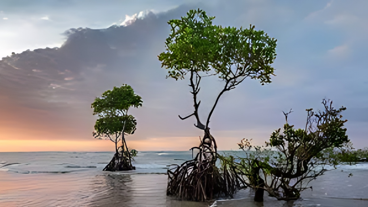 Ekowisata Mangrove