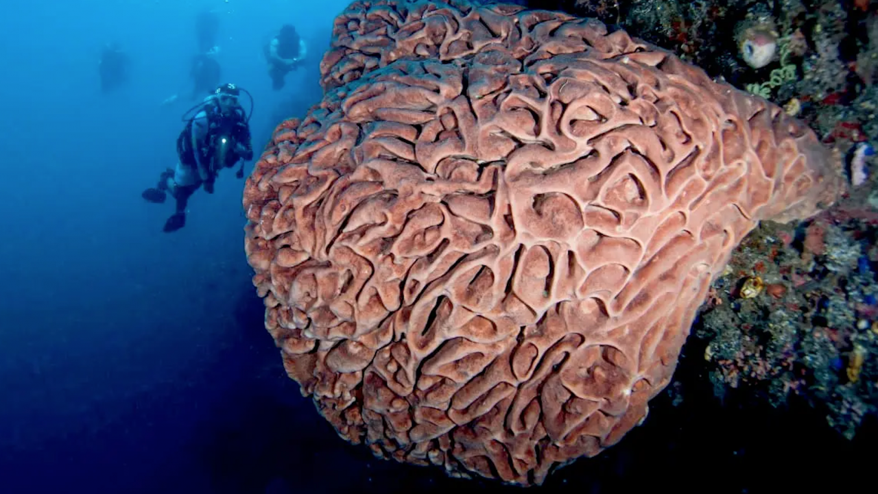 Pulau Monduli