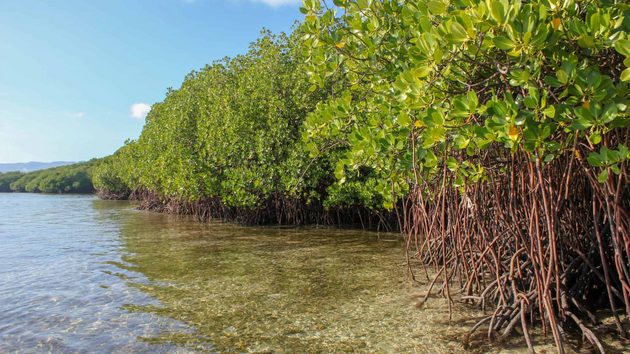Kawasan Hutan Mangrove Bumi Bahari