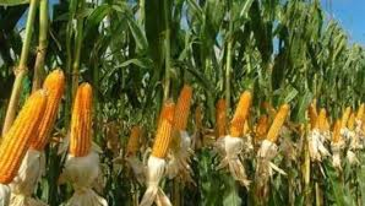 Jagung Sipayo: Dari Ladang ke Pasar, Menuju Kemandirian Ekonomi Desa