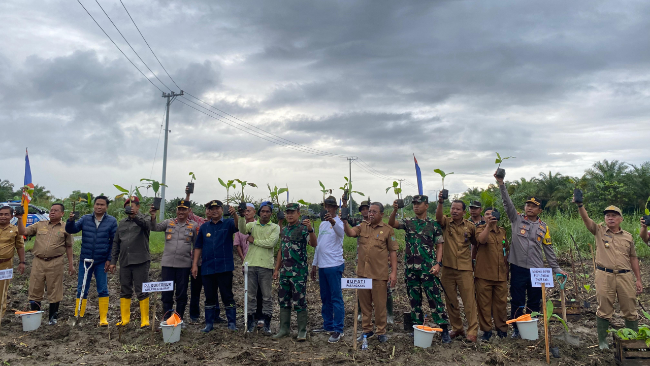 PJ Gubernur Tanam Pisang Cavendish di Desa Benggaulu
