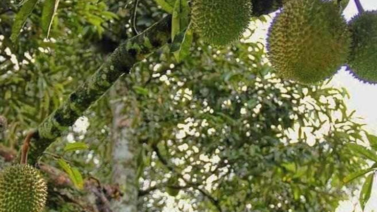 Potensi Desa Bulu Bonggu sebagai Desa Penghasil Durian