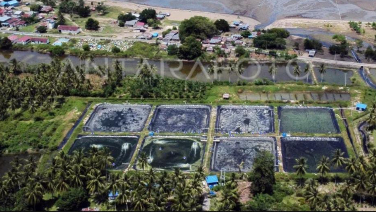 Harapan Baik Potensi Udang Tambak