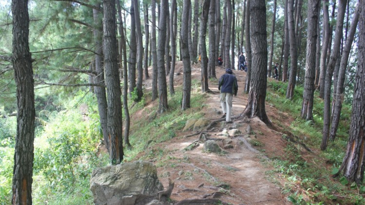 Pohon Pinus Salukodo