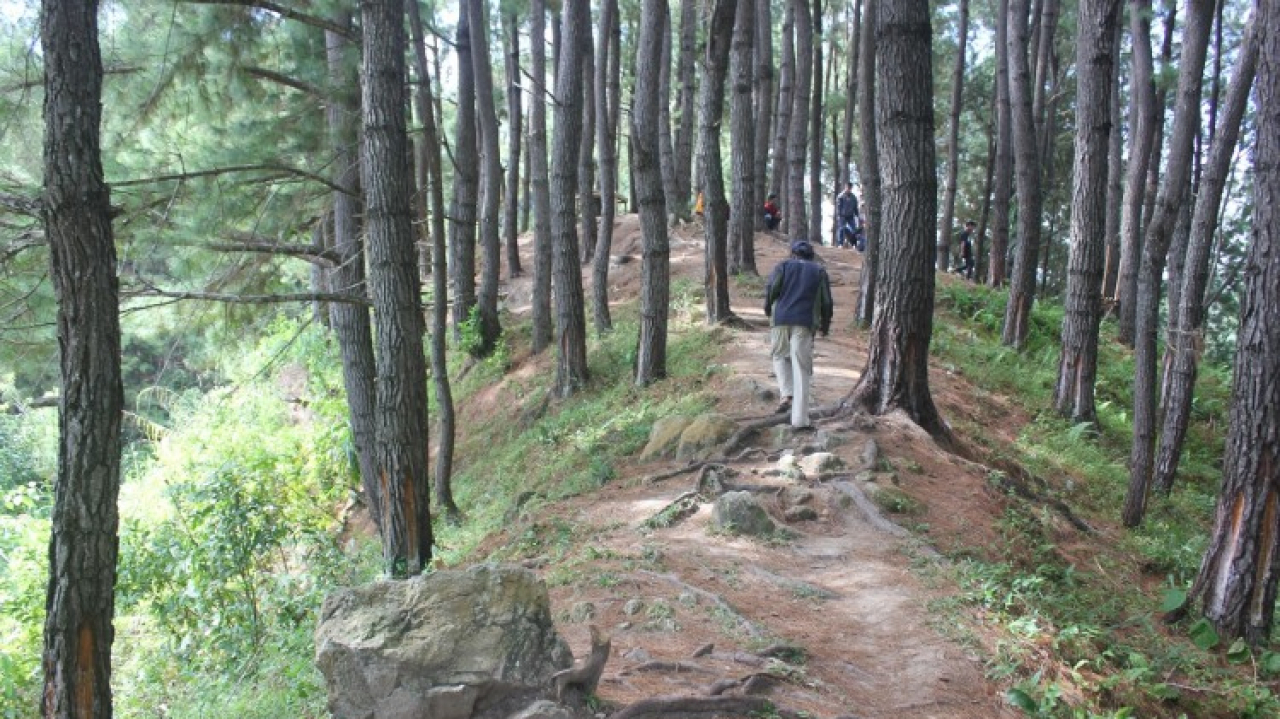 Pohon Pinus Salukodo