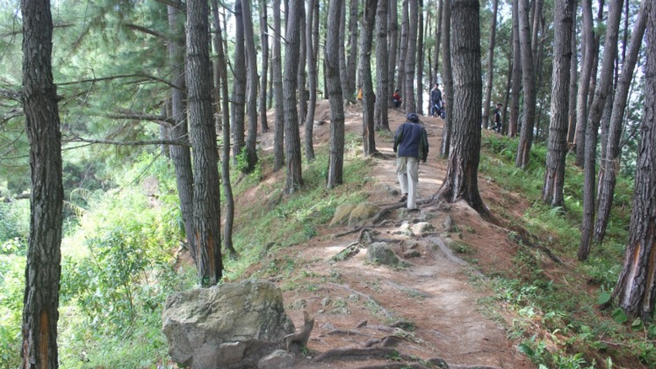 Pohon Pinus Salukodo