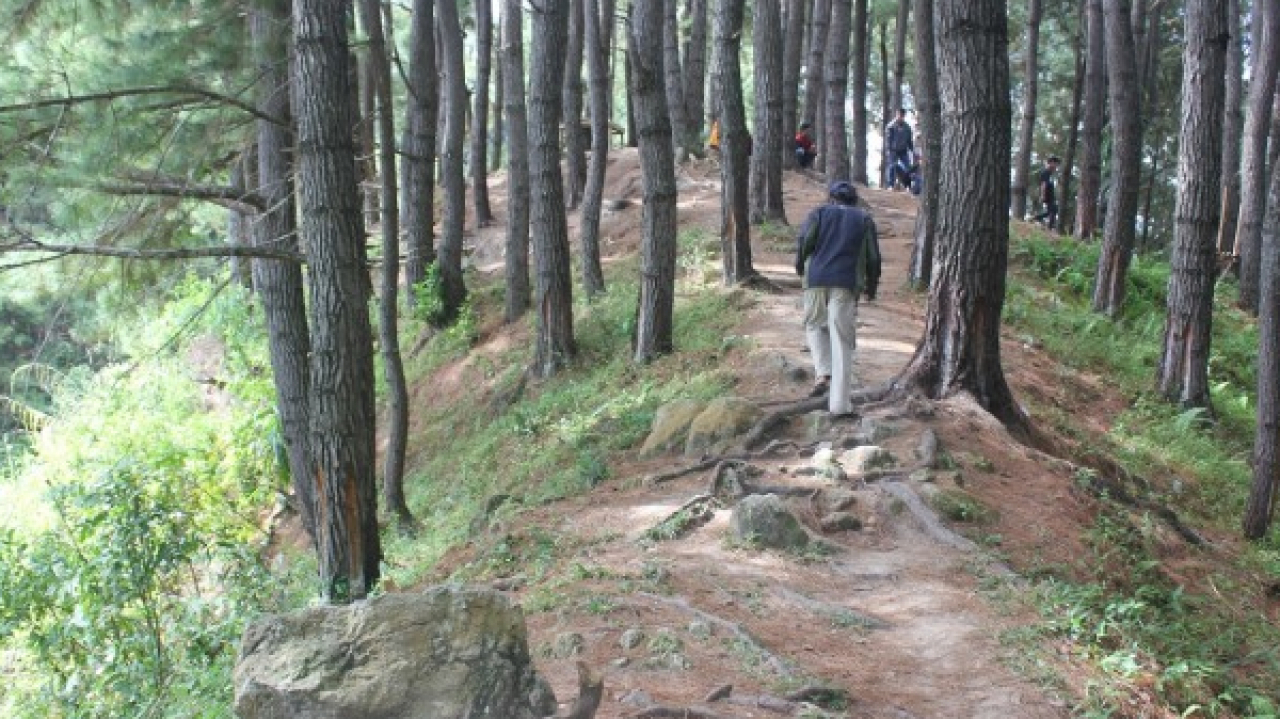Pohon Pinus Salukodo