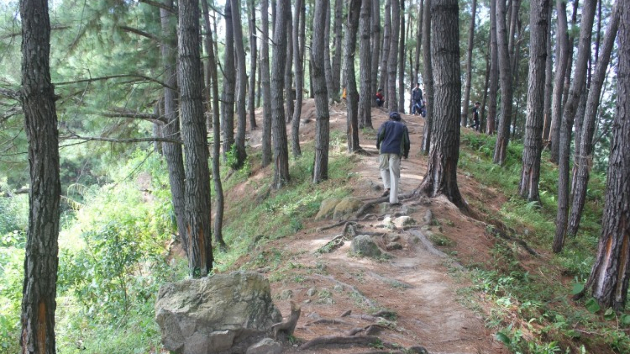 Pohon Pinus Salukodo