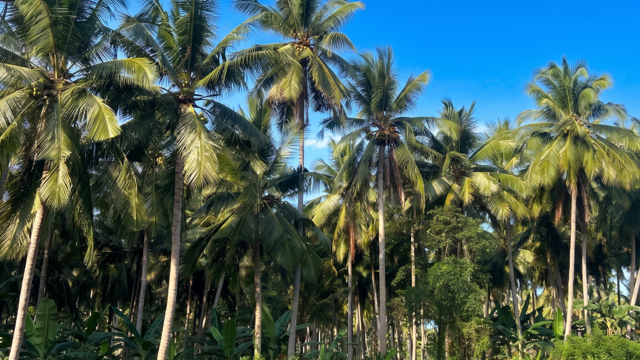 Perkebunan Kelapa