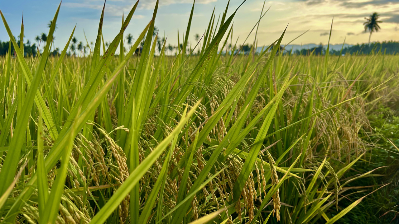 Sawah Padi