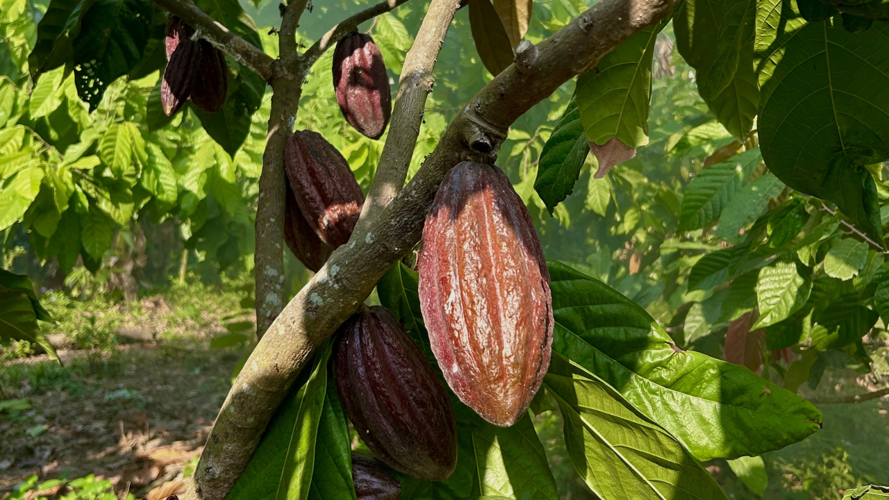 Perkebunan Kakao