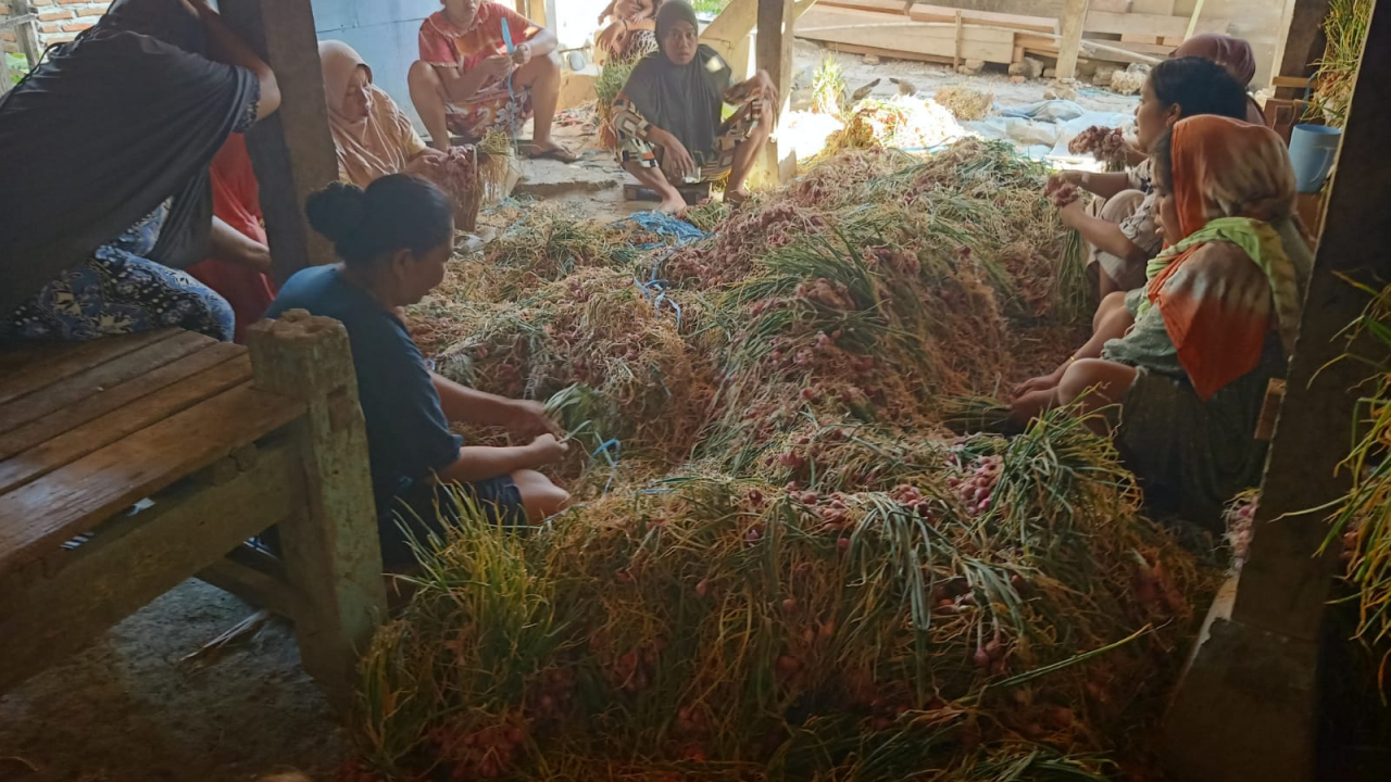 Hasil PANEN BAWANG MERAH Usaha BUMDes Olang Mesa Desa Bonde