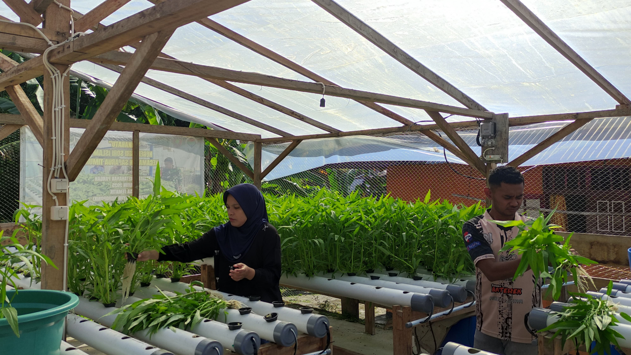 Panen Kedua Bumneg Hinaratu  Secercah Haraoan Menggapai Impian