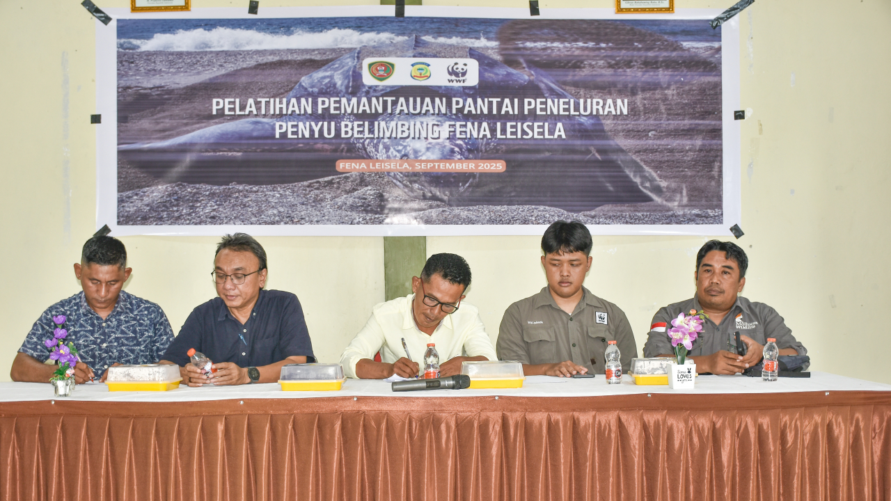 Pelatihan Pemantauan Pantai Peneluran Penyu Belimbing Digelar di Balai Desa Wamlana