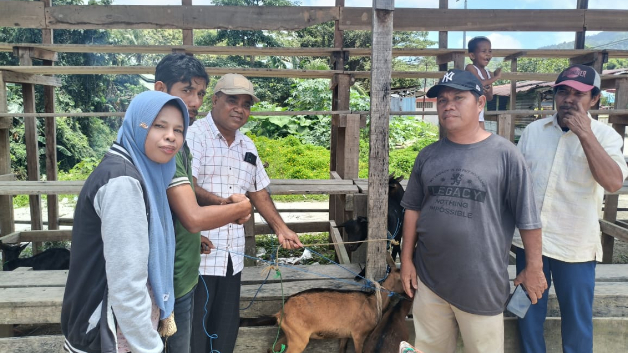 Bantuan Kambing Menggembirakan di Desa Waiheru