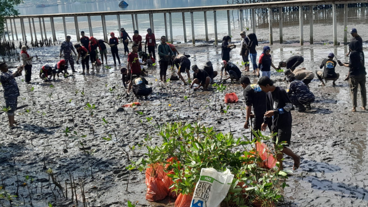 800 BIBIT MANGROVE , DITANAM KARANG TARUNA DESA WAIHERU