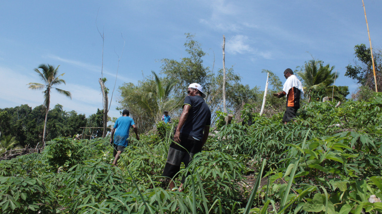 Pulau Moor: Sinergi Potensi Wisata dan Pertanian untuk Peningkatan Ekonomi Desa Wailegi