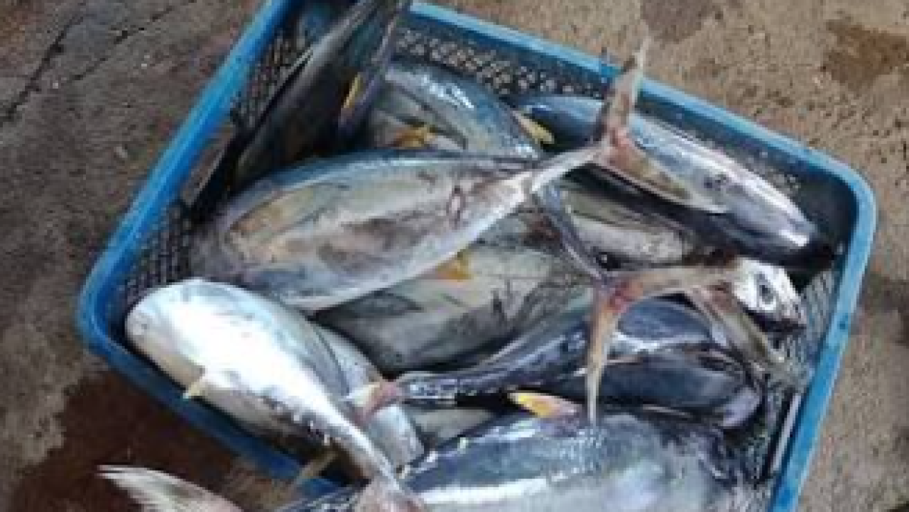 Kakap dan Tuna Sirip Kuning, Potensi Unggulan Loleo Jaya