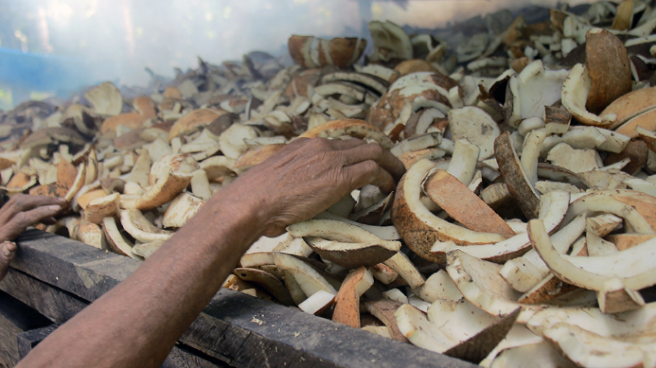 Potensi Kelapa Berkualitas di Ujung Utara Pulau Morotai
