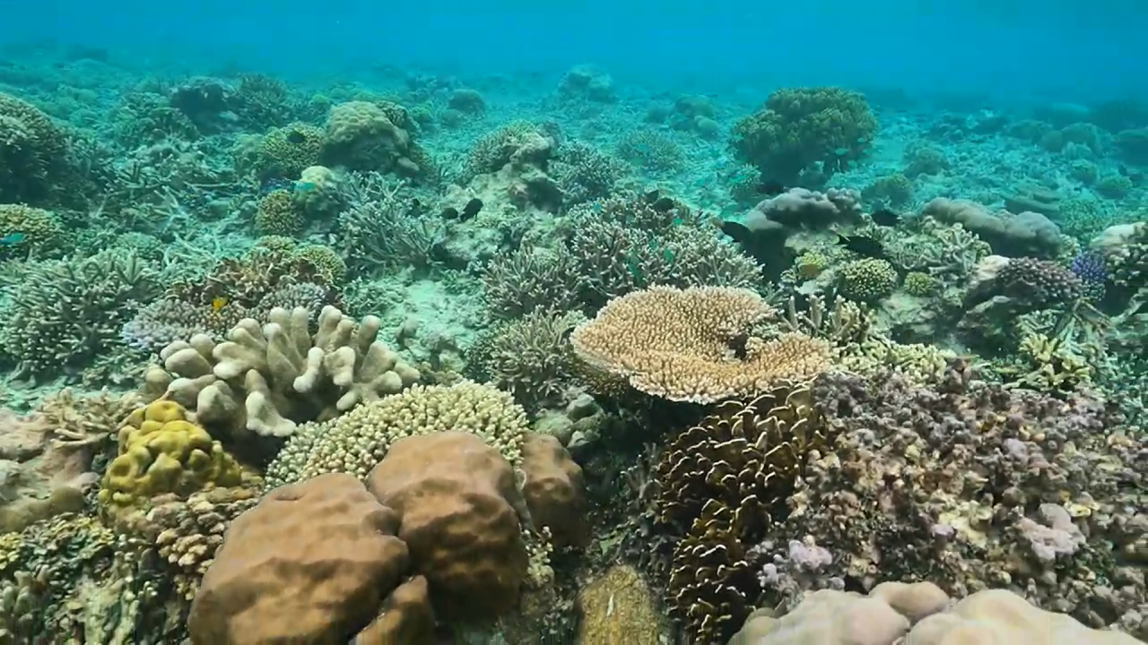 Snorkeling Point Tanjung Halmahera