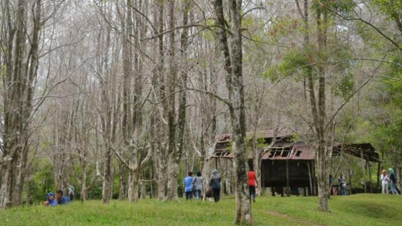 Kebun Cengkeh Kelurahan Gambesi Gambesi