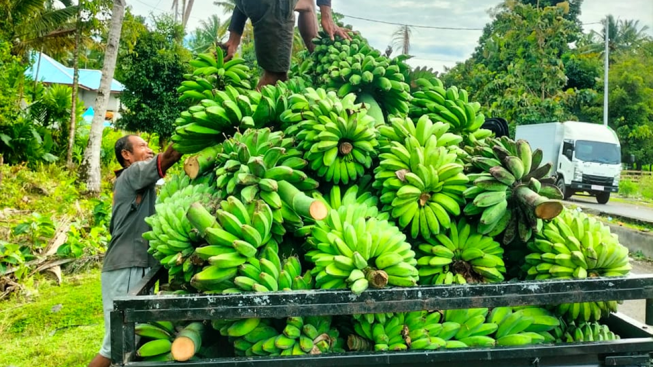 Kebun Pisang Karang Taruna Desa Oba