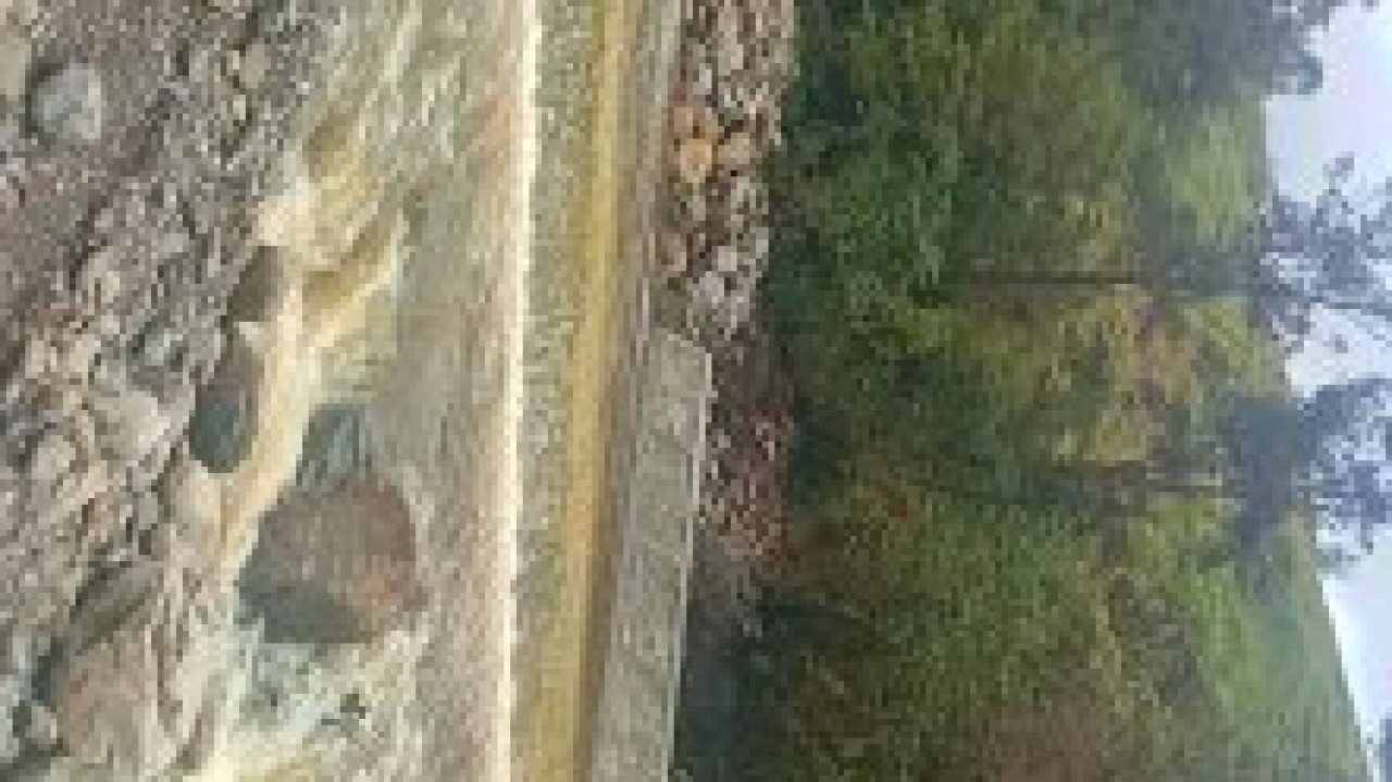 hutan yang lebat