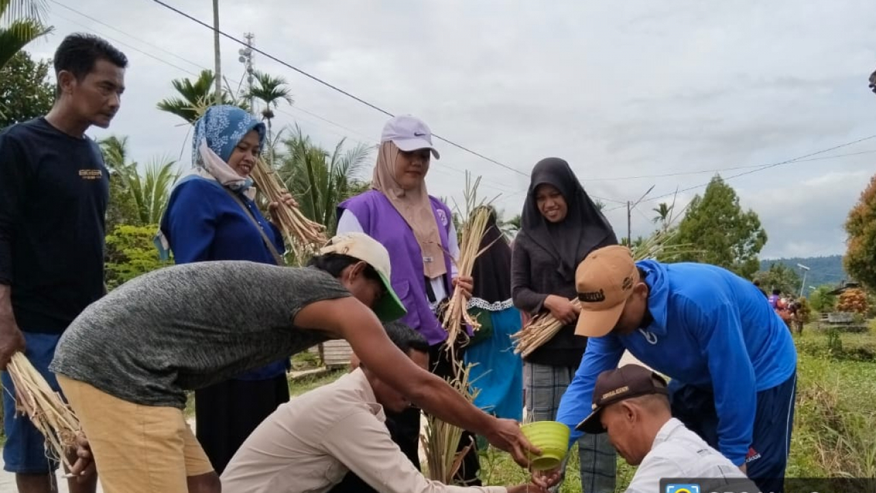 Gerakan Tanam Sereh Merah di Kampung Arsopura untuk Membasmi Malaria