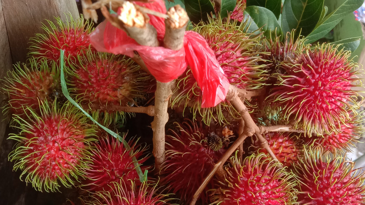 Hasil kebun rambutan masyarakat