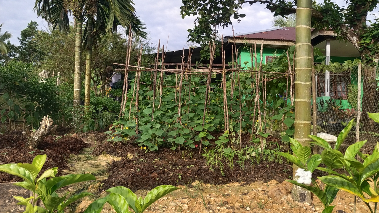 Tanaman sayur mayur di halaman rumah