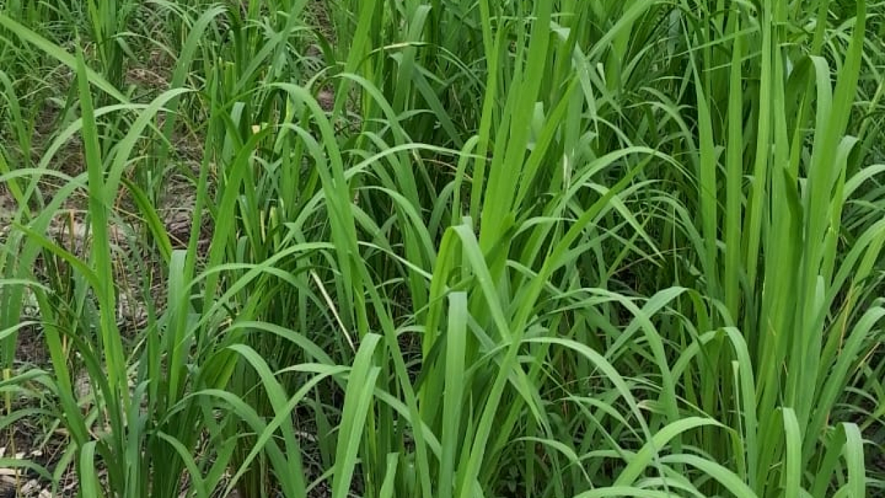 Penanaman padi Gogo