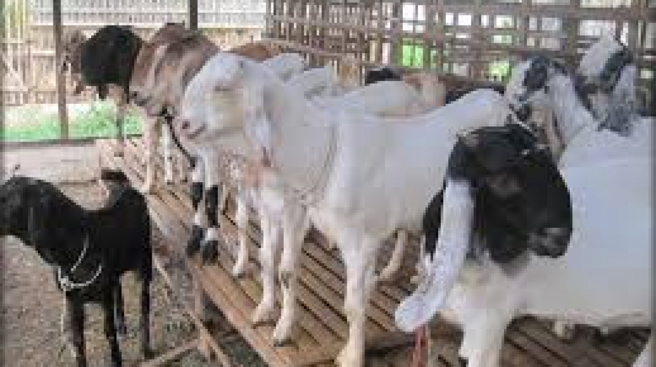 Menggeliatnya Peternakan Kambing, Penggerak Ekonomi Gampong Barih Lhok Aceh Besar