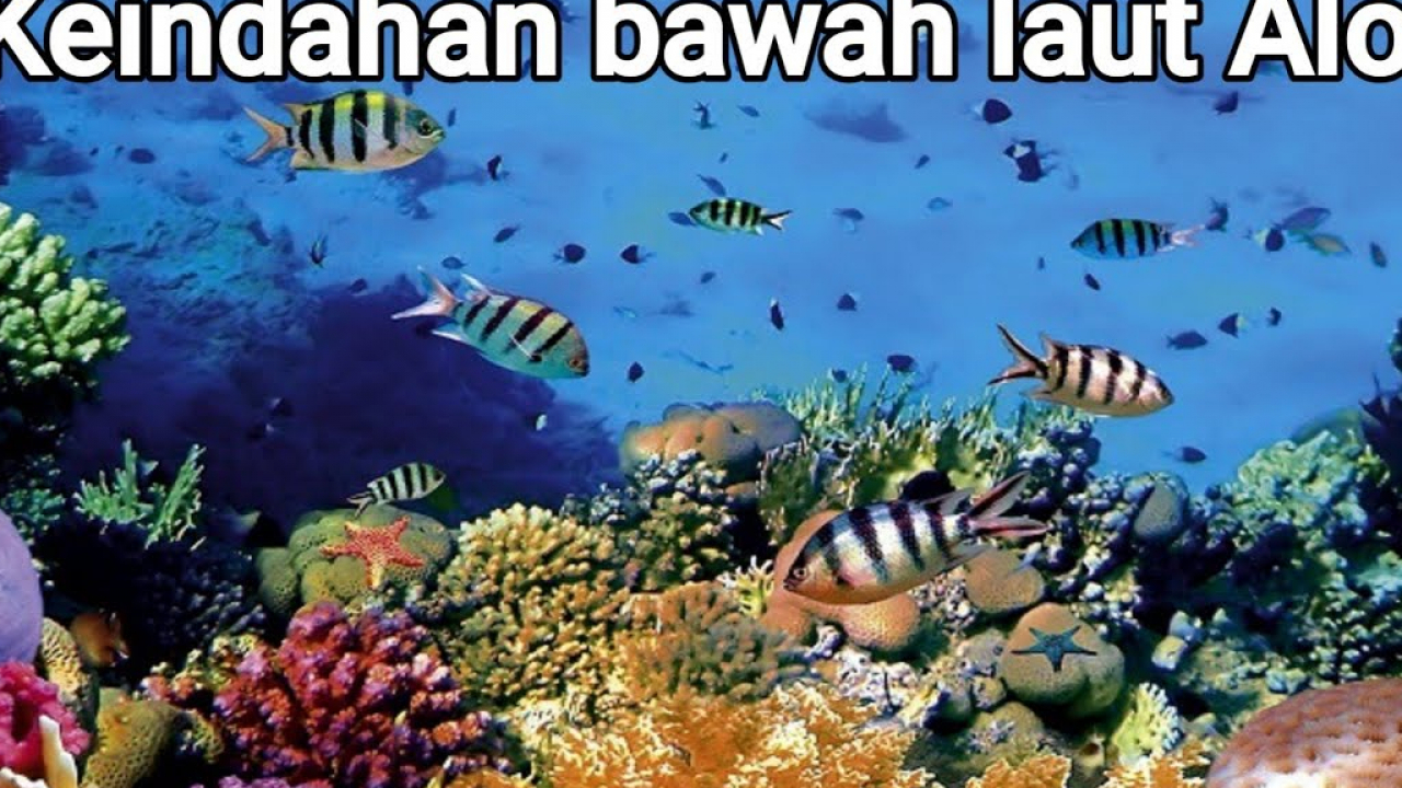 Menjelajahi Pesona Bawah Laut Lembur Timur