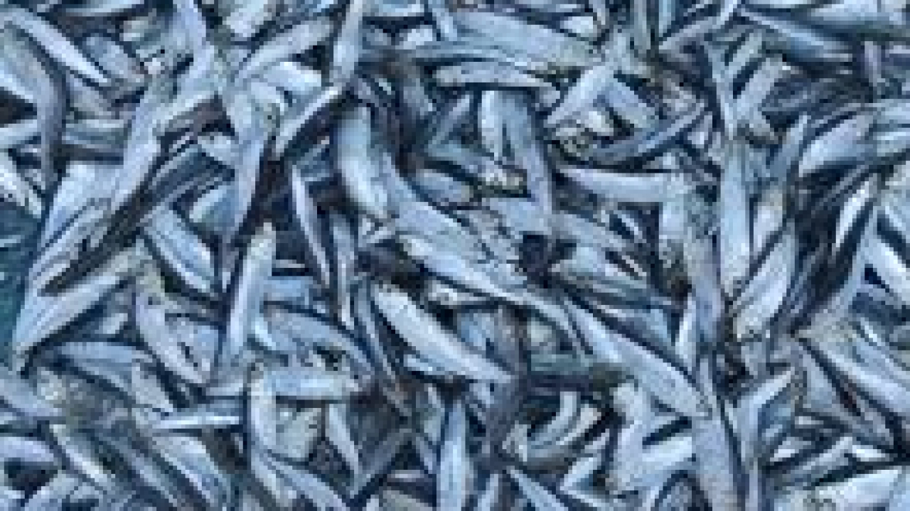 Fenomena Penangkapan Ikan Halus di Desa Alila